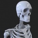 Skeleton Rotates - VideoHive Item for Sale