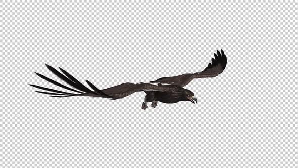 Steppe Eagle - Flying Attack Loop - Side Angle