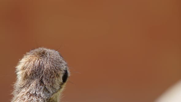 Animal Meerkat In Nature 3 alt