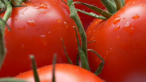 Wet fresh juicy organic tomato vegetable on vines slow tilt 4K 2160p 30fps UltraHD footage - Red  to
