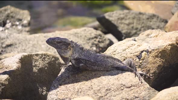 Black Iguana sunbathing on the rocks. alt