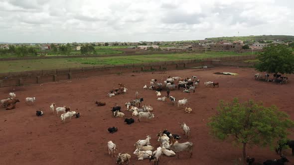 Africa Mali Ox In The Field 3