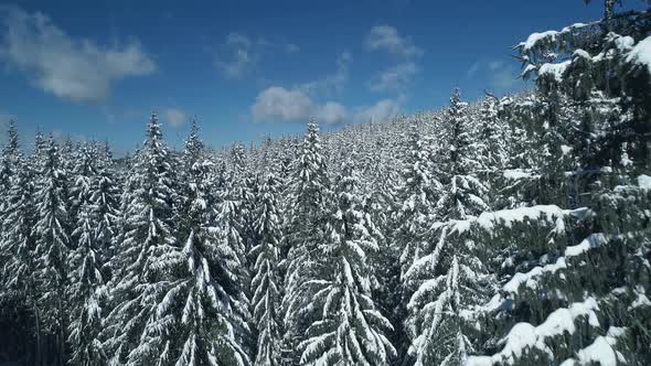Flying Over Frozen Spruce and Pine Trees in the Winter Mountains Sunny Winter Scenery alt