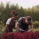 Diverse Gardeners Trimming Plants Together