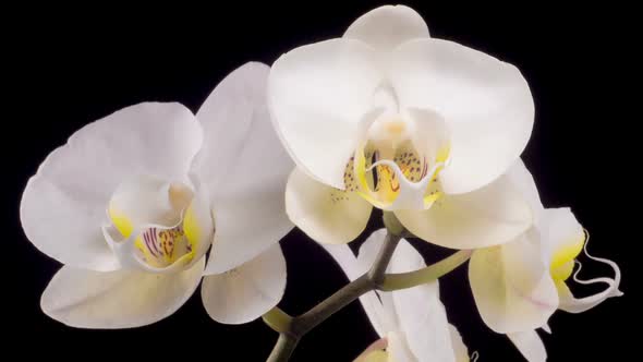 Blooming White Orchid Phalaenopsis Flower alt