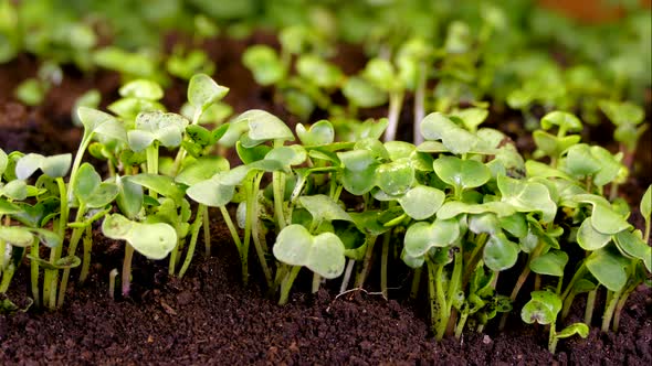 A Green Sprout Climbs Out Through the Crust of the Soil. The Beginning of Plant Life and Spring. New