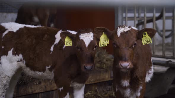 Calf Of Norwegian Red Wearing Ear Tags With Numbers AT Cowshed. - close up alt