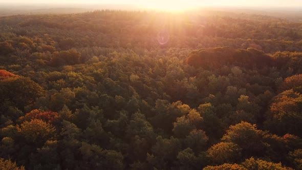 Drone Shot During Sunrise of a Forest in Autumn Colours alt