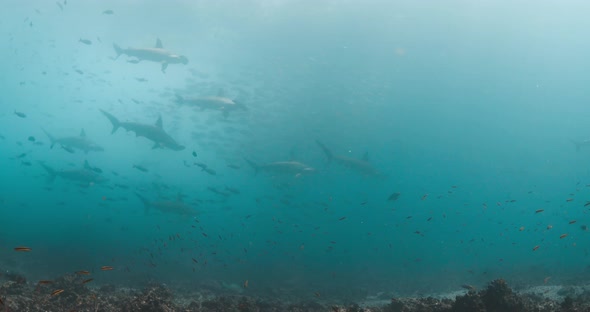 Hammerhead sharks in Galapagos Islandsing slowly in the distance at Darwins Arch in Galapagos Island alt