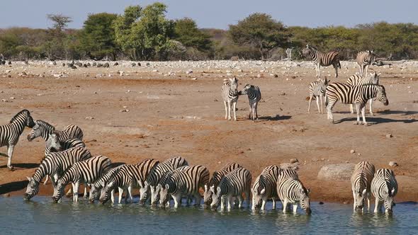Plains Zebras Drinking Water - Etosha National Park alt