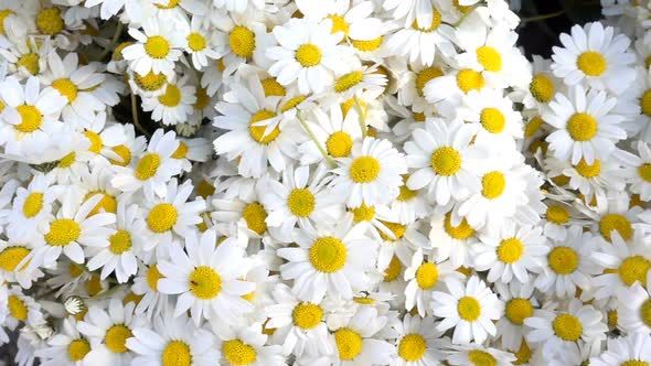 White Daisy Flowers