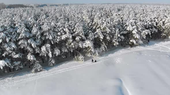 Aerial View on Winter Pine Forest and Snowy Path with People on a Sunny Day alt