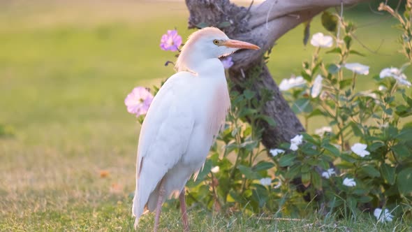 White Cattle Egret Wild Bird Also Known As Bubulcus Ibis Walking on Green Lawn in Summer alt