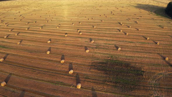 Agricultural field made of yellow round round big bales after harves