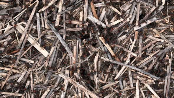 Ants are going fast in the anthill. Concept of people busy work alt