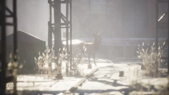 Wild Deer Rooming Around the Streets in Abandoned City alt