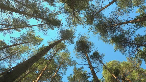 High Pines Trees in Forest on Wind at Beautiful Day