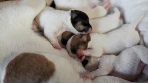 Dog Jack Russell Terrier Mom Feeds His Newborn Puppies alt