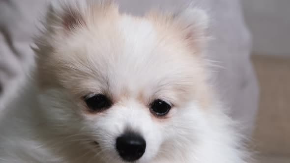 cute relax white hair pomeranian dog look at camera smile with tongue out