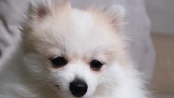cute relax white hair pomeranian dog look at camera smile with tongue out alt