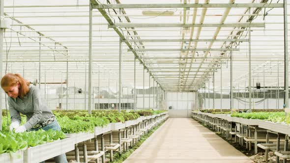 Back View of Farm Workers Pushing a Cart and Carry a Box with Green Salad alt
