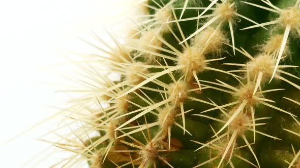 Cactus on Isolated White Background 