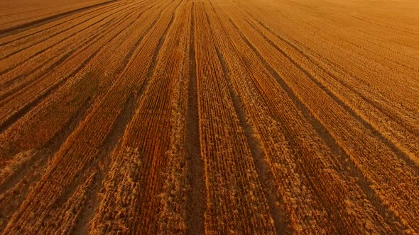 Golden Field, Aerial View alt