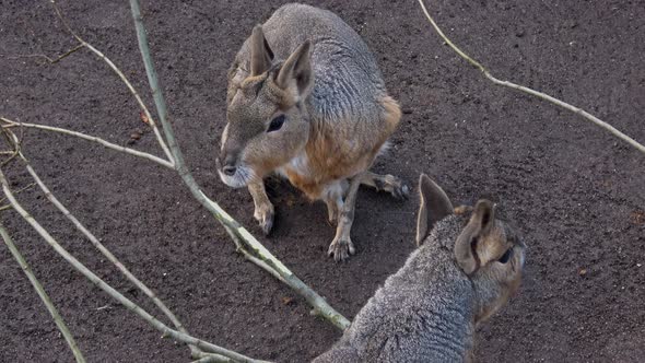 Patagonian mara, Dolichotis patagonum eating branch close up