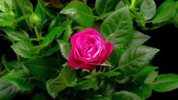 Time Lapse of Opening Pink Rose Flower alt