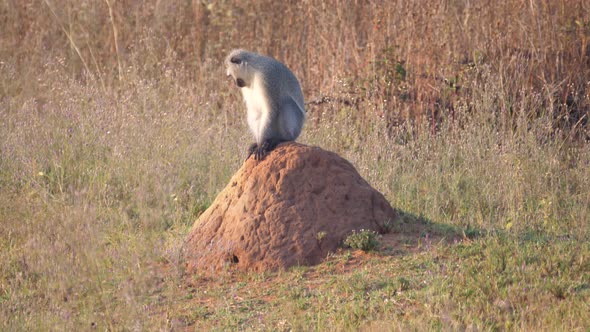 Vervet monkey sitting on a termite nest alt