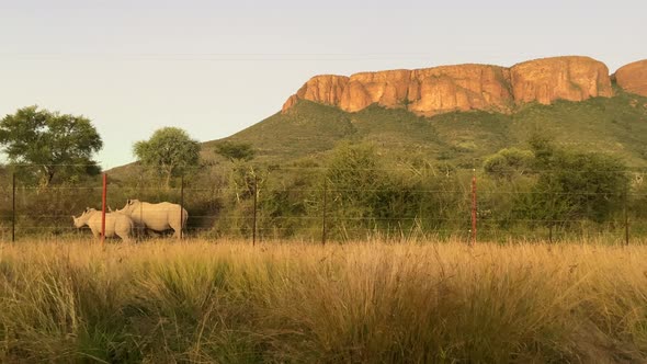 Couple of white rhinos in Marakele National Park. Sunset in South Africa. Wildlife conservation alt