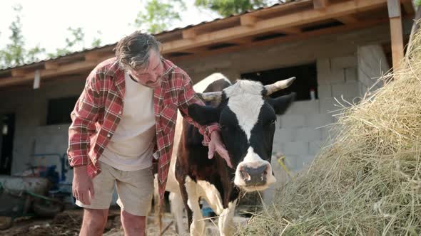 Handsome mature farmer pet and takes care of cow on the backyard of dairy farm