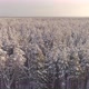 Aerial view of a endless winter pines forest tree tops covered with snow 20 - VideoHive Item for Sale