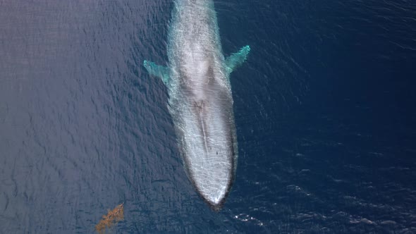Overhead view of a Blue Whale maneuvering through kelp in calm waters off of Dana Point, California. alt