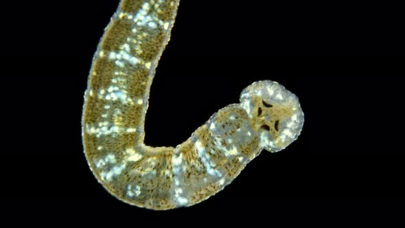 Leech. Fish Leech Piscicola Under the Microscope alt
