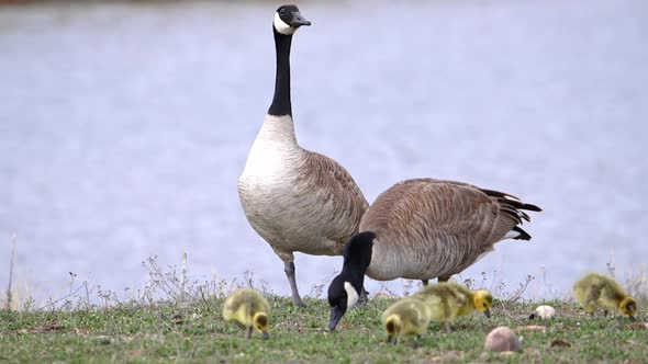 Father Goose watching over the rest of the family as they graze alt