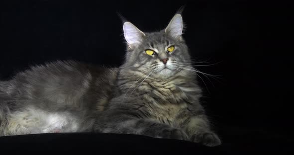 Blue Blotched Tabby Maine Coon Domestic Cat, Female laying against Black Background alt