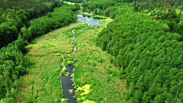 Aerial view of forest and the river in spring, Poland alt