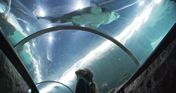 Amazed Little Girl in Tunnel Aquarium with Baby Shark Swimming Above Her Head alt