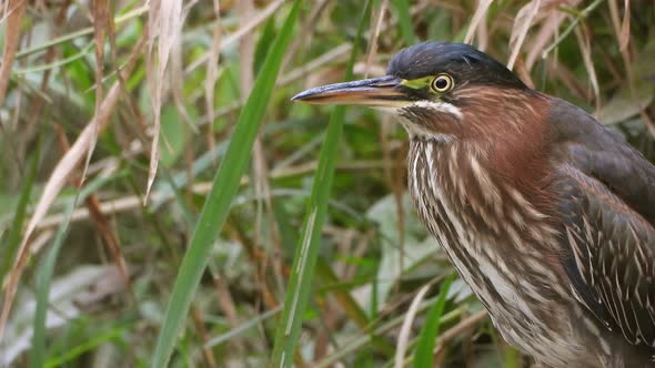 A Green Heron amongst the greenery at the waters edge briefly raises its crest alt