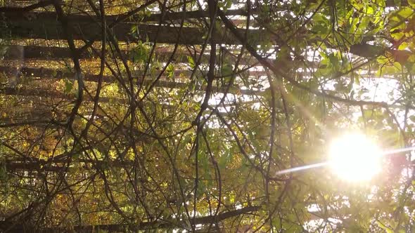 Vertical Video Autumn Forest with Trees in Ukraine Slow Motion alt