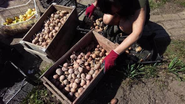 Woman Farmer Puts with Her Own Hands Puts Agro Potatoes in a Box Prepare Potato for Planting alt