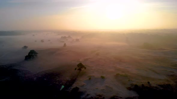 Posbank National Park Veluwezoom Blooming Heather Fields During Sunrise at the Veluwe in the alt