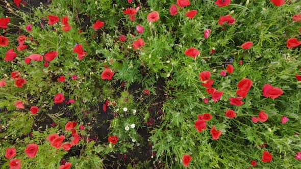 Straight Down Birds Eye View From Drone on a Field with Blooming Poppies
