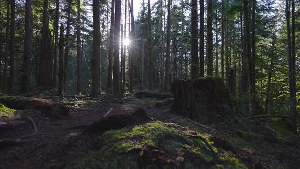 Caucasian Woman Trail Running in the Green Forest alt