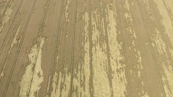 Huge fields of wheat after heavy rain and floods 4K drone video