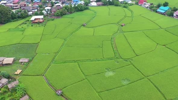 Aerial view drone flying over of agriculture in paddy rice fields for cultivation.