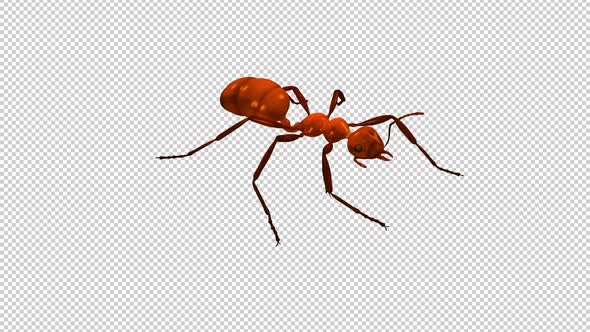 Red Ant - Passing Screen - Side Angle - CU