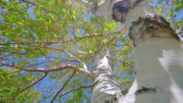 Branches of Birch Trees with Green Leaves Under Blue Sky alt