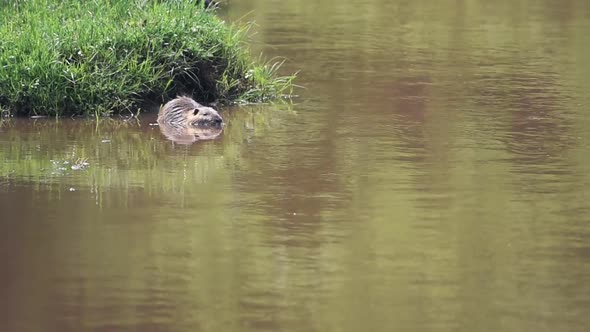 Coypu swimming in a muddy river, in Aberdares National Park, Kenya alt